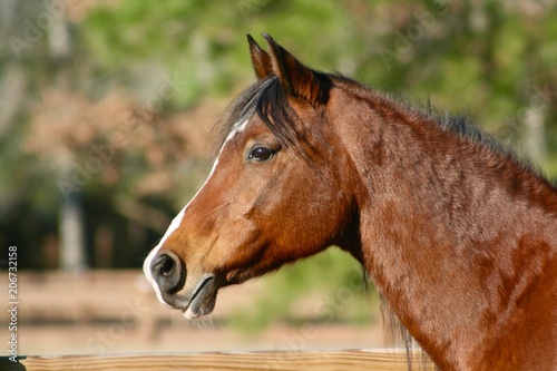 Profile of Bay Arabian Horse Head