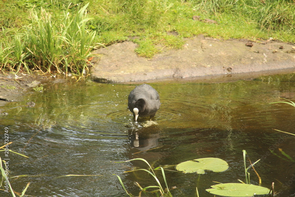 Obraz premium Swimming Duck