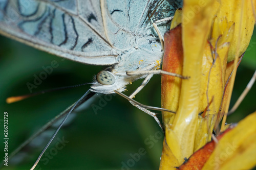 Macro Photography - A Beautiful Butterfly close up photo