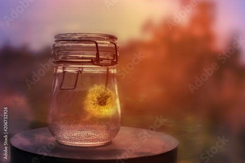 Fototapeta Naklejka Na Ścianę i Meble -  dandelion in a glass jar at sunset