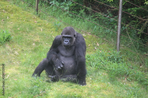 Gorilla In A Field