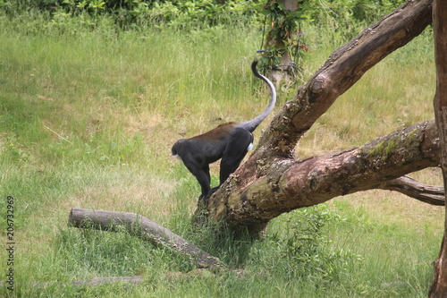 Small Monkey