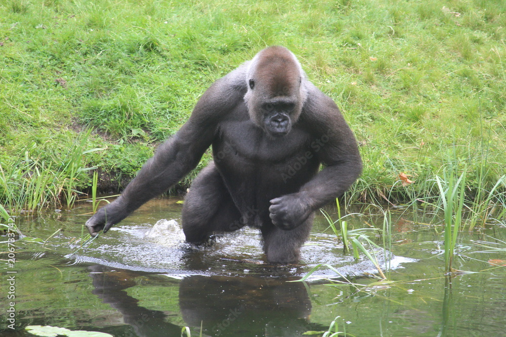 Naklejka premium Gorilla In A Field