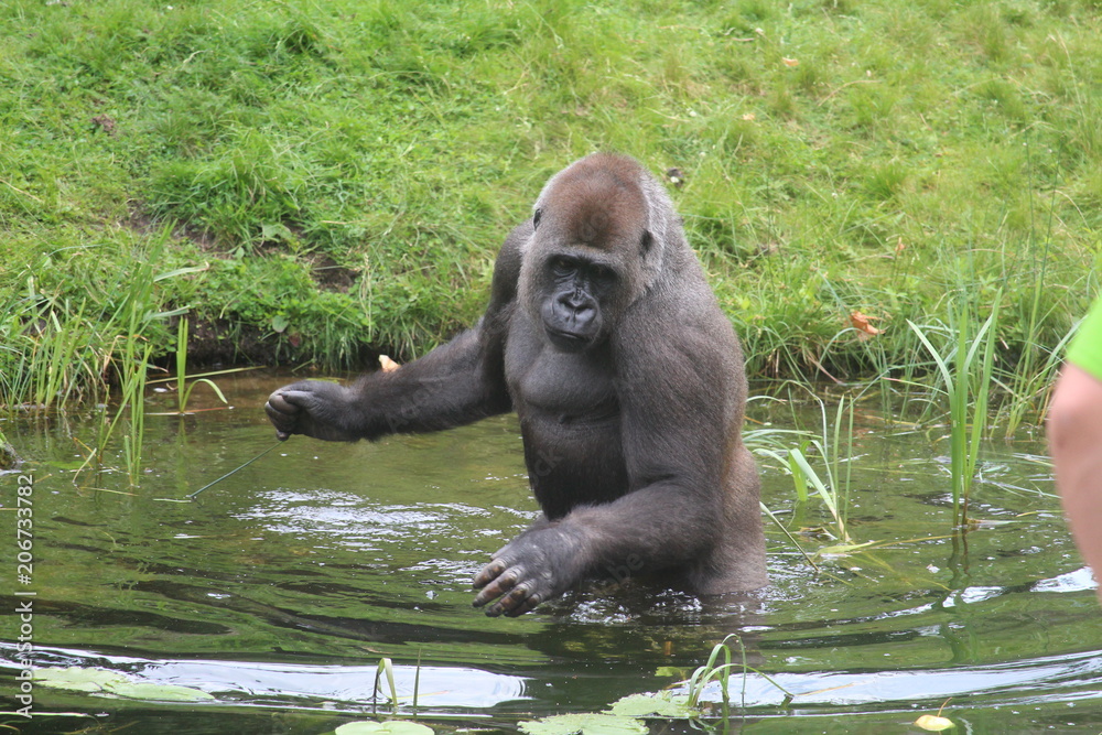 Naklejka premium Gorilla In A Field