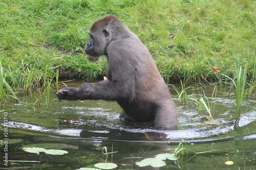 Gorilla In A Field