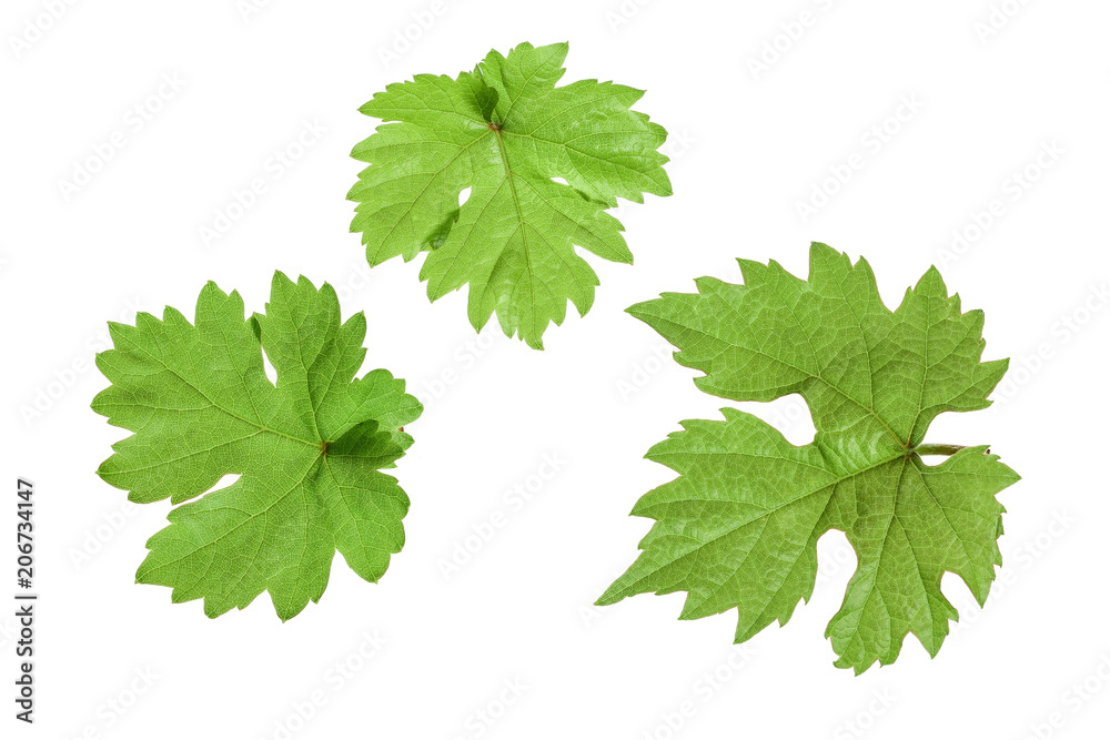 Grape leaf isolated on the white background Grape leaf isolated on the white background