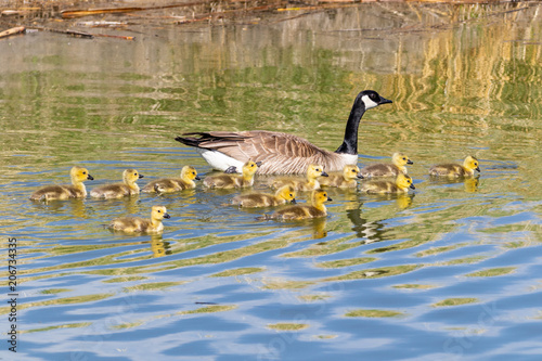 Mother and Baby Canada Geese