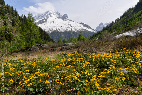 Fleurs de montagne - Chamonix Mont Blanc © julien