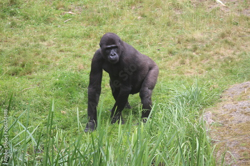 Gorilla In A Field