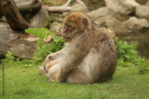 Small Monkey