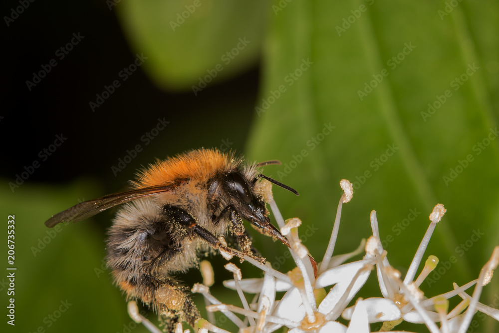 Bumblebee full of pollen is licking nectar Bumblebee full of pollen is licking nectar