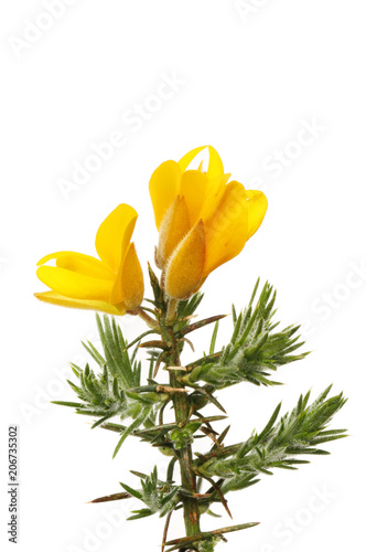 Gorse flowers and foliage