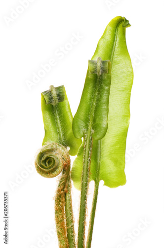 Young hart's-tongue ferns photo