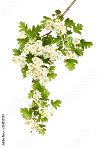 Hawthorn flowers and foliage