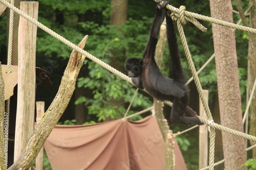 Small Monkey
