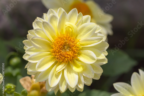 Close-up of yellow dahlia flower in the garden.