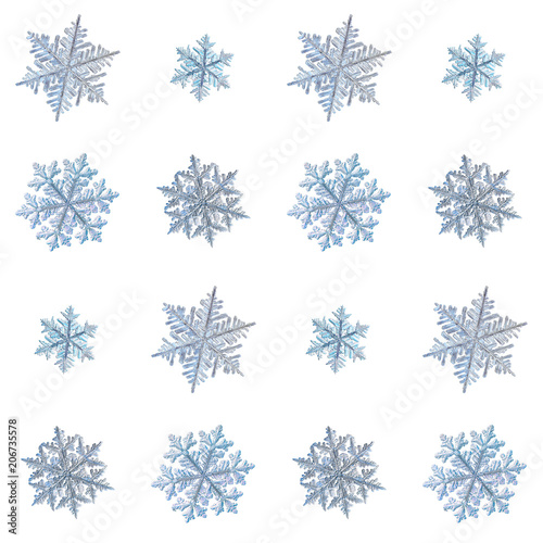 Collection of snowflakes isolated on white background. Macro photo of real snow crystals  large stellar dendrites with complex  ornate shapes  fine hexagonal symmetry and long  elegant arms.