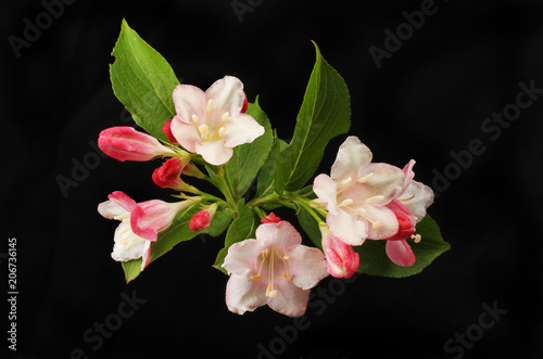 Weigela flowers against black