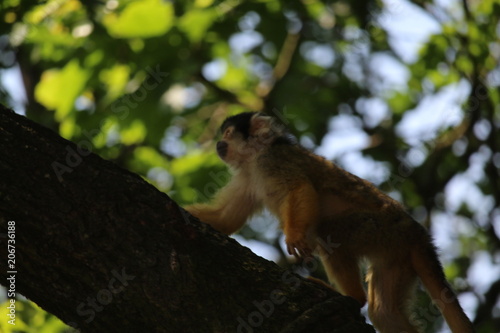 Small Monkey