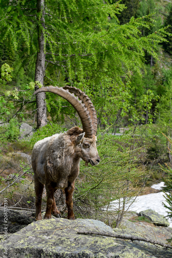 Faune sauvage - Chamonix Faune sauvage - Chamonix