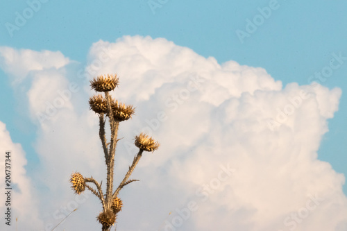 dried plant with thorn