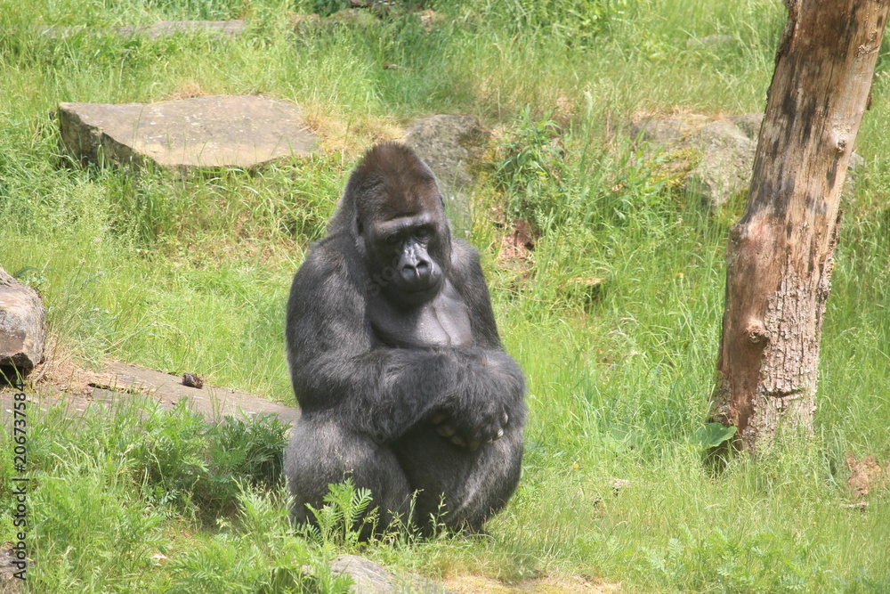 Gorilla In A Field