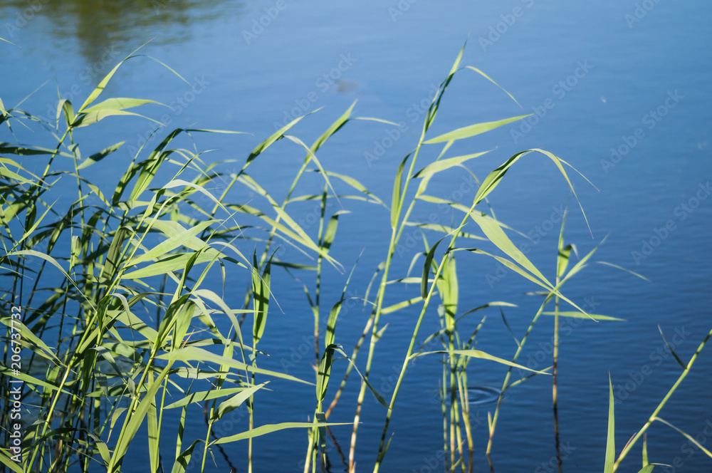 Slim reeds on the shore of the Lake Slim reeds on the shore of the Lake