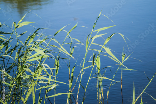 Slim reeds on the shore of the Lake