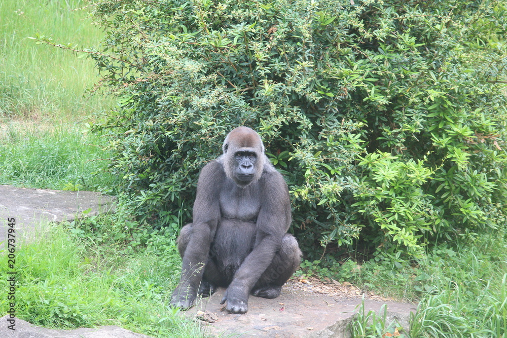 Naklejka premium Gorilla In A Field