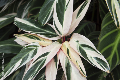 Flora. Ctenanthe oppenheimiana in botanical garden