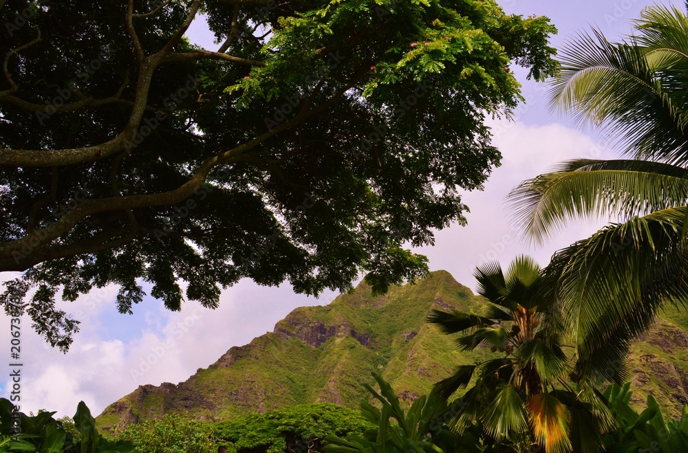 Hawaiian Mountains and Trees