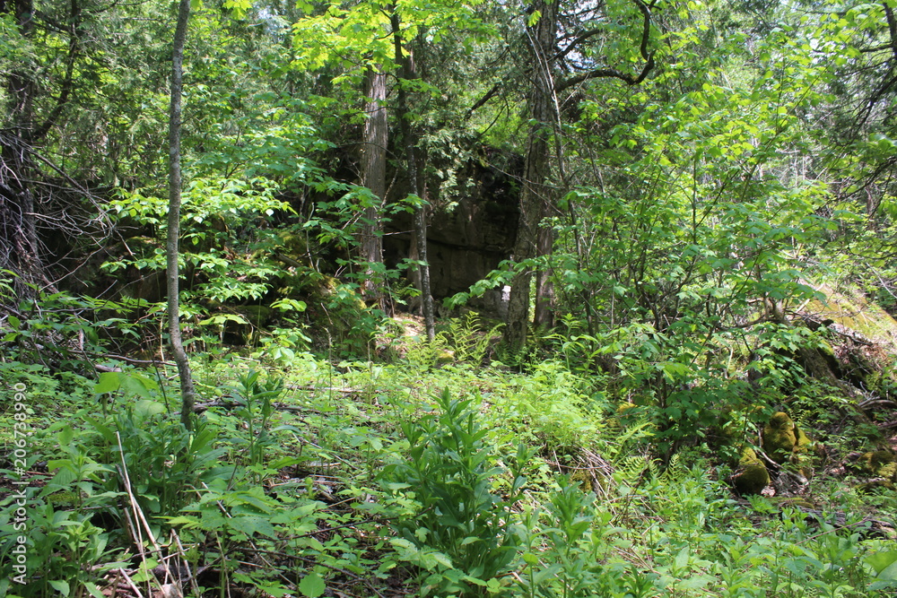 Obraz premium Forest Entrance