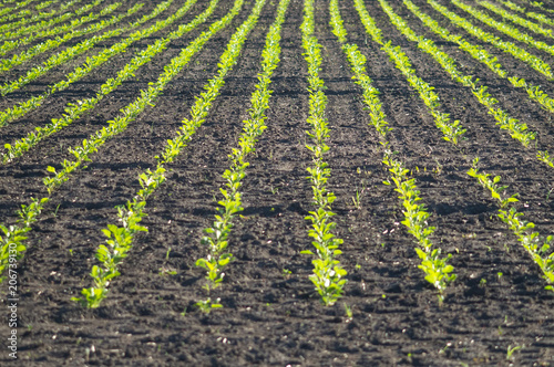 Sugar beet, sugar beet sprouts field