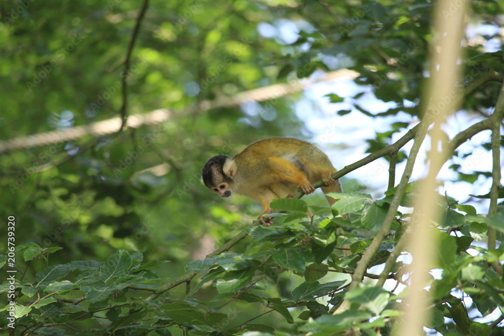 Obraz premium Small Monkey Close Up