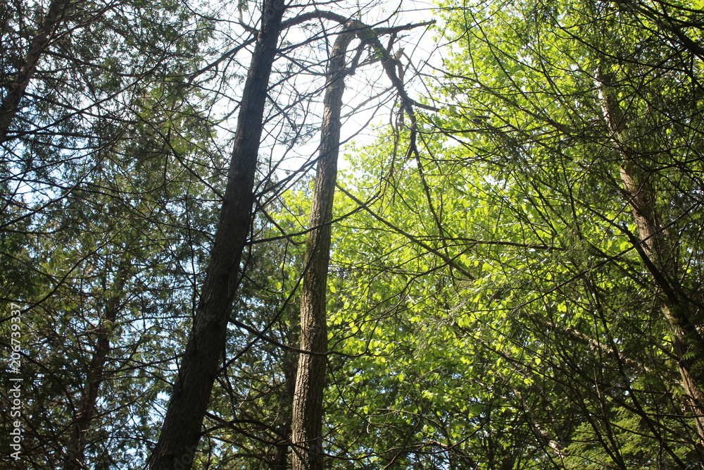 Obraz premium Forest Looking Up