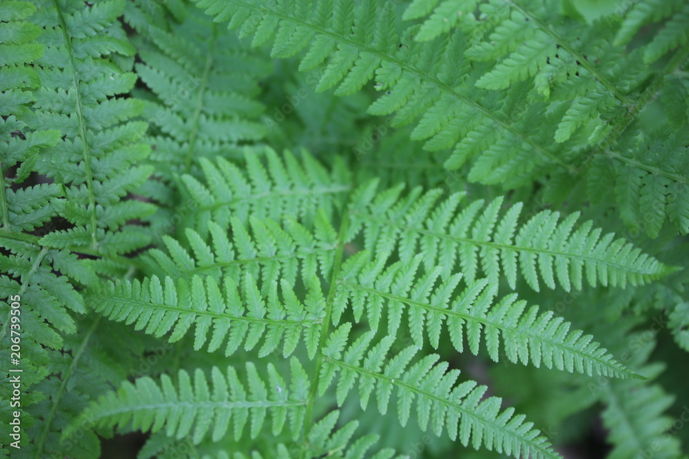 Multiple Fern Leaves Multiple Fern Leaves