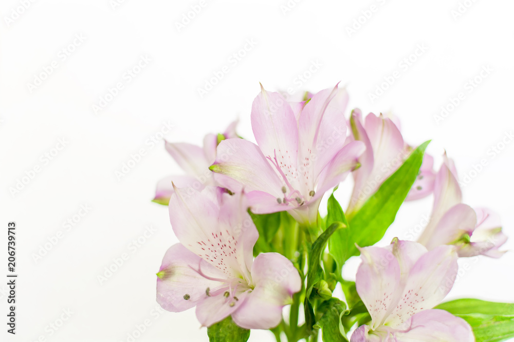 Naklejka premium Beautiful blooming purple freesia Lily of the Incas or Alstroemeria aurea