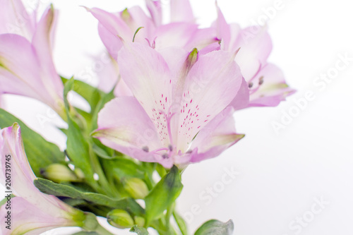 Beautiful blooming purple Alstroemeria