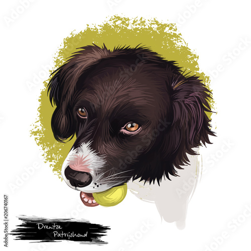 Drentsche Patrijshond, Drentscher Huhnerhund, Dutch Partridge dog digital art illustration isolated on white background. Netherlans origin dog. Cute pet hand drawn portrait. Graphic clip art design photo