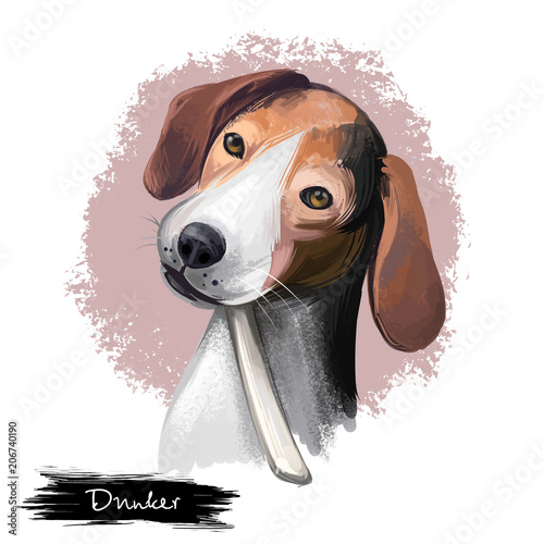 Dunker, Norwegian Hound dog digital art illustration isolated on white background. Norwegian origin scenthound dog. Cute pet hand drawn portrait. Graphic clip art design for web and print photo