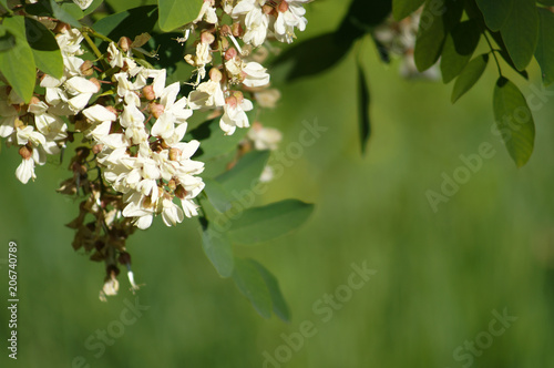 White acacia flowers photo