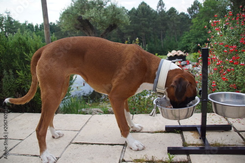 Chien Boxer mangeant sa gamelle