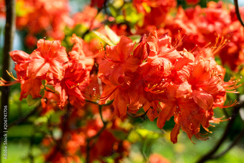 Obraz premium Spring flowers in the park