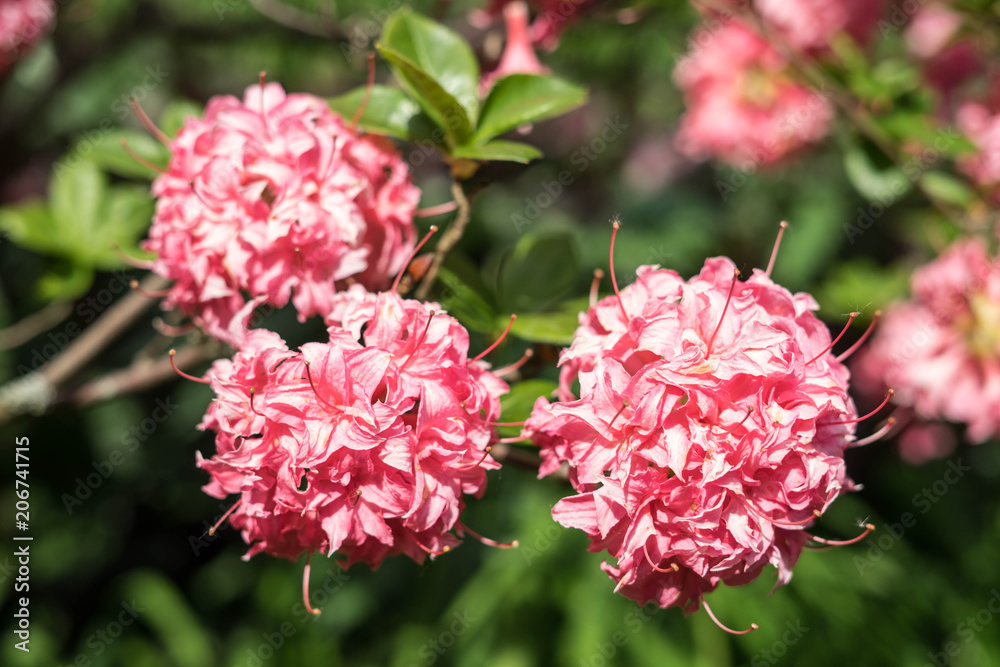 Spring flowers in the park Spring flowers in the park