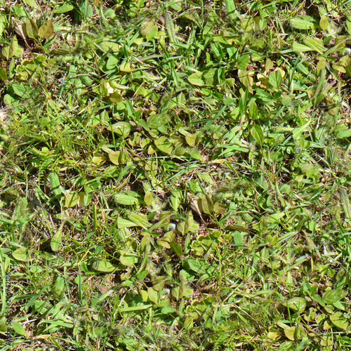 Seamless grass. Fresh green grass moss floor garden texture background photo