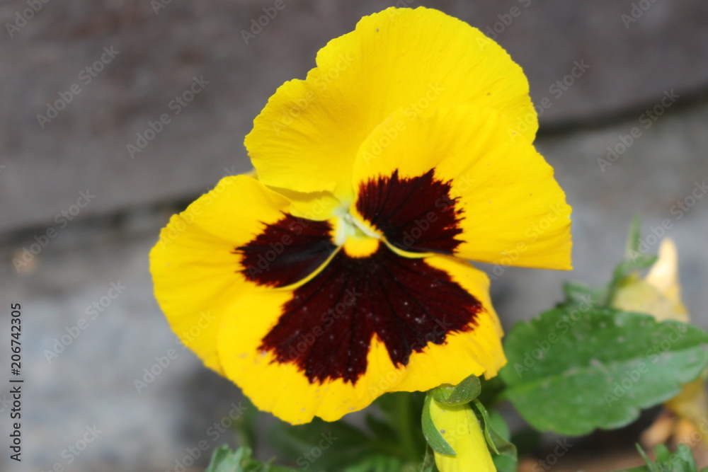 Colorful pansies blooming in the garden Colorful pansies blooming in the garden