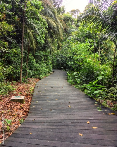 Canvas Print Singapore Botanic Gardens