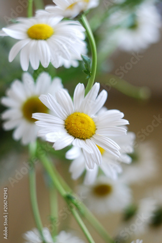 Vase of camomiles on blurred soft background. Soft focus flowers.