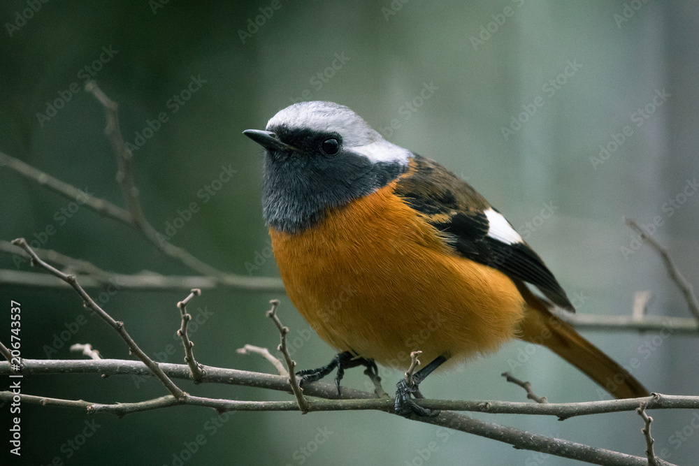 Obraz premium ジョウビタキ