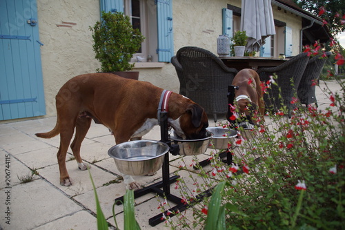 Fotografia Chiens Boxers mangeant leur gamelle